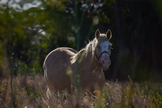 Abogados en Asesor.Legal | Asesoría legal para Fraude en subvenciones agrícolas: cómo evitar reintegro y preparar alegaciones Abogados en Asesor.Legal fraude en subvenciones agricolas como preparar alegaciones y evitar reintegro 1