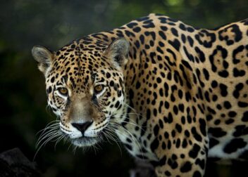 Demanda colectiva contra Jaguar cómo unirse