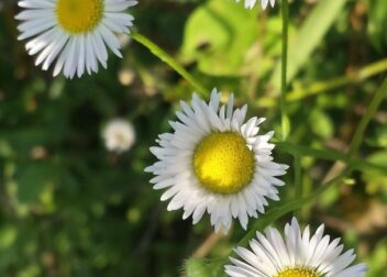 Abogados en Asesor.Legal | Asesoría legal para He vendido un Jaguar y me llega burofax por vicios ocultos defensa He vendido un Jaguar y me llega burofax por vicios ocultos defensa