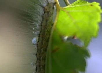 ChatGPT para dudas sobre compras en marketplaces