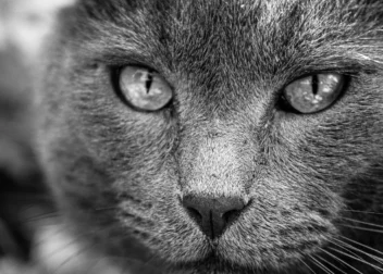 Chat de inteligencia artificial para entender citaciones judiciales