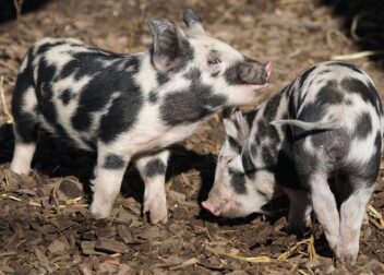 sus modalidades y la gestión por ETT