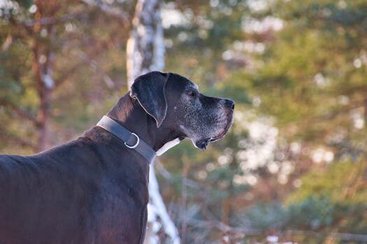Abogados en Asesor.Legal mi perro ataco a otro perro responsabilidad y como se reclama en 2026 1
