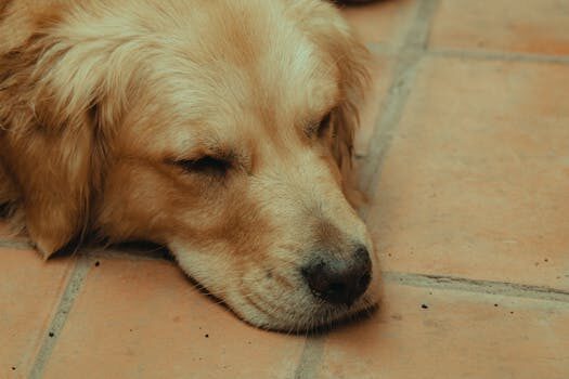 Abogados en Asesor.Legal mordedura de perro como te ayuda un abogado a reclamar o a defenderte 2