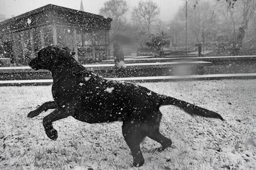 Abogados en Asesor.Legal mordedura de perro como te ayuda un abogado a reclamar o a defenderte 4