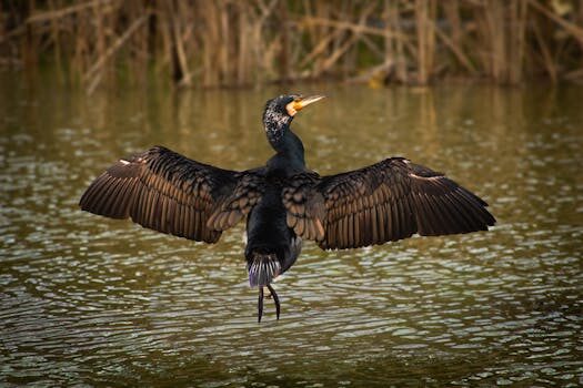 Abogados en Asesor.Legal presentacion de plicas y licitaciones como puede ayudarte un abogado para evitar errores formales 1