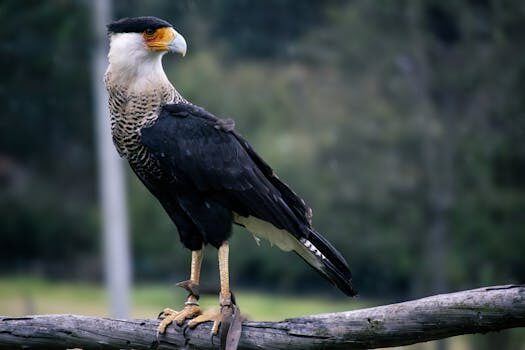 Abogados en Asesor.Legal reclamaciones por cancelacion de vuelo como puede un abogado maximizar tu compensacion 1