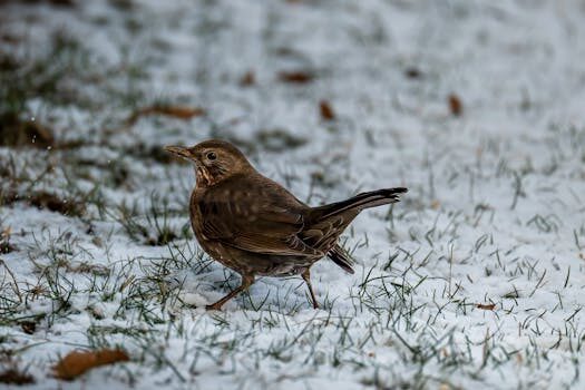 Abogados en Asesor.Legal reclamar a air canada rouge cuando es util un abogado para reclamar a air canada rouge 5