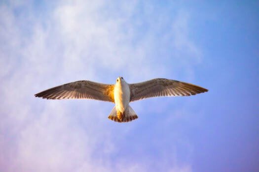 Abogados en Asesor.Legal | Asesoría legal para Reclamar a Air Taxi & Charter International: cuándo necesitas abogado para reclamaciones en vuelos privados Abogados en Asesor.Legal reclamar a air taxi charter international cuando necesitas abogado para reclamaciones en vuelos privados 5