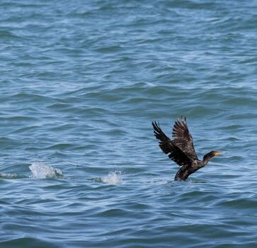 Abogados en Asesor.Legal reclamar a atlas executive air como te asesora un abogado en reclamaciones por vuelos ejecutivos 3