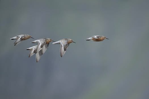 Abogados en Asesor.Legal reclamar a level como puede ayudarte un abogado a reclamar vuelos low cost de largo radio con level 1