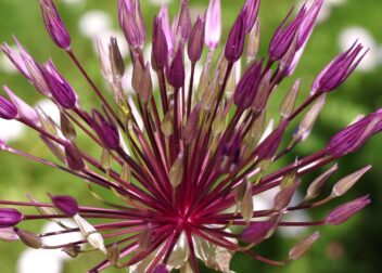 Cuánto cuesta reclamar daños por contrato VTC incumplido