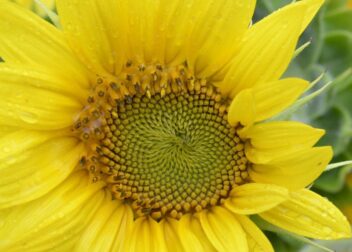 Abogados en Asesor.Legal | Asesoría legal para Abogado para revisar cumplimiento de ratio y requisitos administrativos VTC Abogado para revisar cumplimiento de ratio y requisitos administrativos VTC