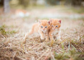 Antecedentes penales y regularización 2026 cuándo hay problema