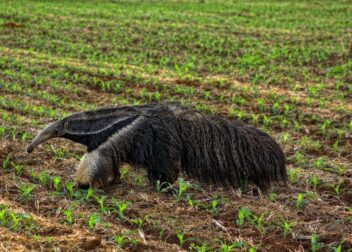 Precio cerrado por transmisión completa de licencia VTC entre sociedades