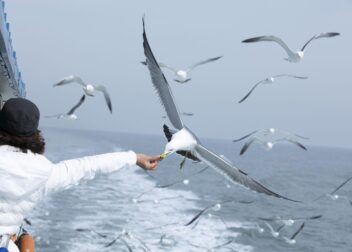 Cómo aprovechar la regularización 2026 para tener papeles legales