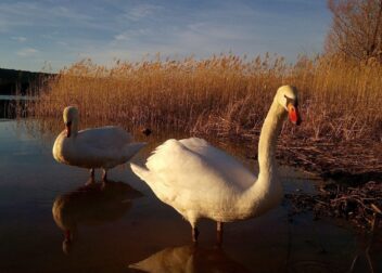Asesoría jurídica VTC en Logroño capital para transmisión entre familiares