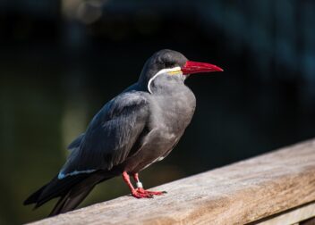 Precio cerrado 395€ abogado en Inca para regularizar inmigrantes de Colombia