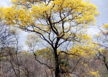 Abogados en Asesor.Legal | Asesoría legal para Todo incluido 395€ gestoría en Badalona para regularizar extranjeros de Venezuela sin papeles 2026 Todo incluido 395€ gestoría en Badalona para regularizar extranjeros de Venezuela sin papeles 2026