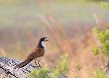 Abogados en Asesor.Legal | Asesoría legal para Todo incluido 395€ gestoría en El Ejido para tramitar papeles de extranjeros de Senegal Todo incluido 395€ gestoría en El Ejido para tramitar papeles de extranjeros de Senegal
