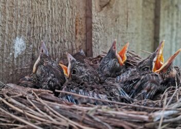 Abogados en Asesor.Legal | Asesoría legal para Abogado para defensa penal por delitos de odio en redes sociales Abogado para defensa penal por delitos de odio en redes sociales