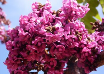 Precio cerrado por transmisión completa de licencia VTC entre sociedades