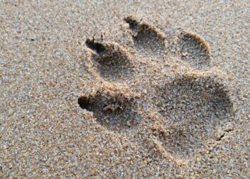 Abogados en Asesor.Legal | Asesoría legal para regularización de inmigrantes 2026 errores frecuentes en huellas regularización de inmigrantes 2026 errores frecuentes en huellas