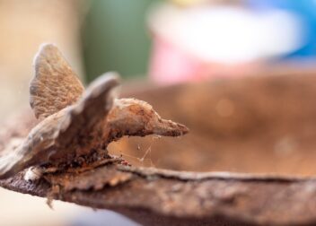 Regularización 2026 para inmigrantes de República Dominicana