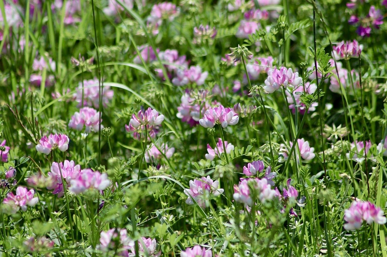 Te ayudamos a estructurar grupo empresarial con varias licencias VTC