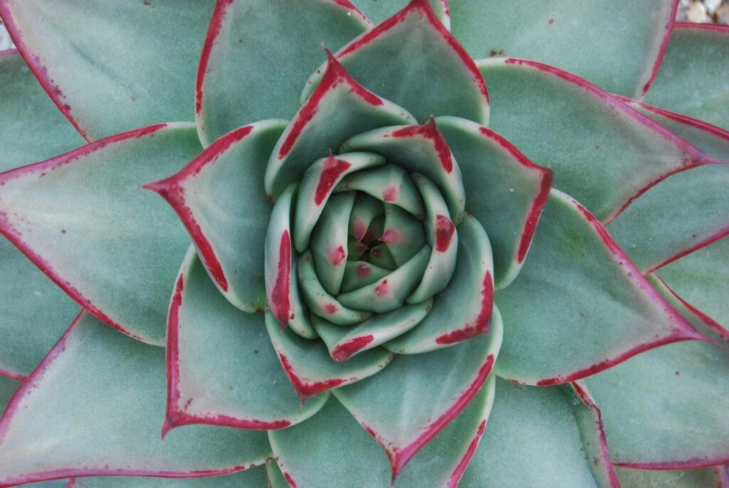 Abogado para revisar cumplimiento de ratio y requisitos administrativos VTC