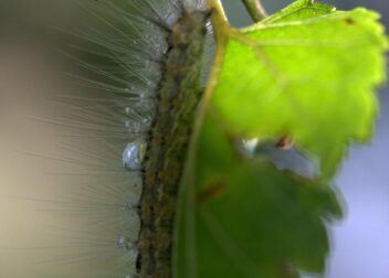 Regularización 2026 en Canarias dudas frecuentes