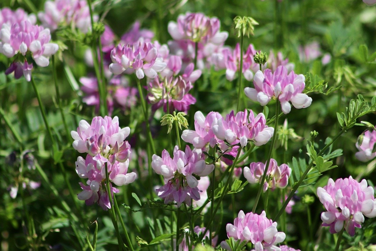 Cuánto cuesta la defensa ante inspección coordinada a varias VTC