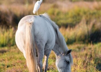 Abogados en Asesor.Legal | Asesoría legal para ¿Puedo vender mi parte de la herencia a un tercero? ¿Puedo vender mi parte de la herencia a un tercero?