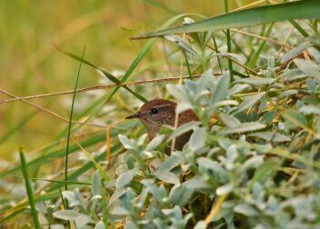 Abogados en Asesor.Legal | Asesoría legal para ¿Se puede desheredar a un nieto? Consulta con abogado especialista ¿Se puede desheredar a un nieto? Consulta con abogado especialista