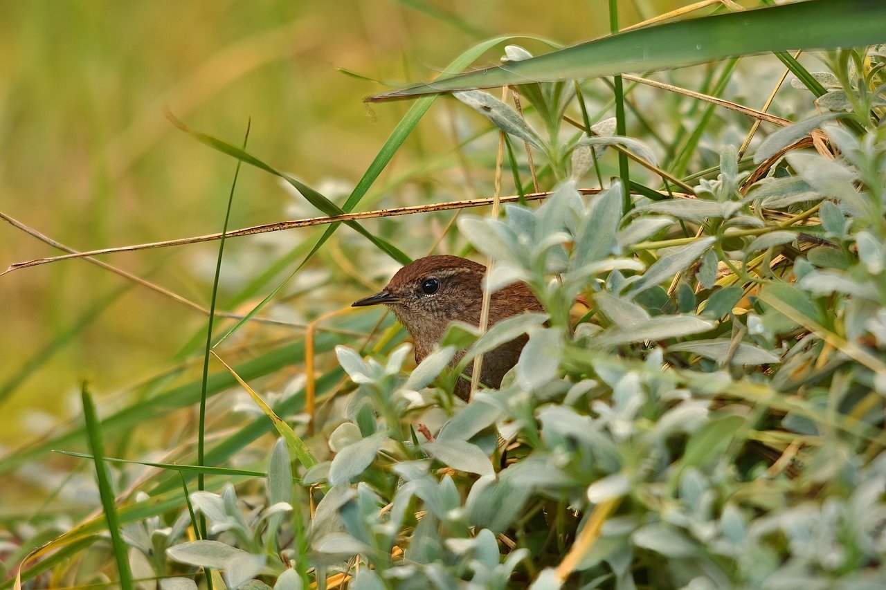 ¿Se puede desheredar a un nieto? Consulta con abogado especialista