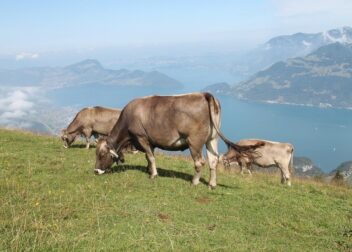 Abogados en Asesor.Legal | Asesoría legal para Estrategias legales para negociar despidos durante bajas médicas Estrategias legales para negociar despidos durante bajas médicas