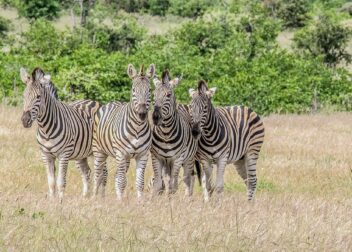 Cómo demandar al albacea por mala gestión del patrimonio