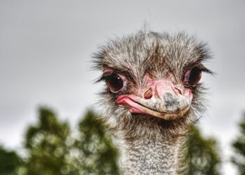 Cómo acreditar el parentesco en herencias sin testamento ni hijos