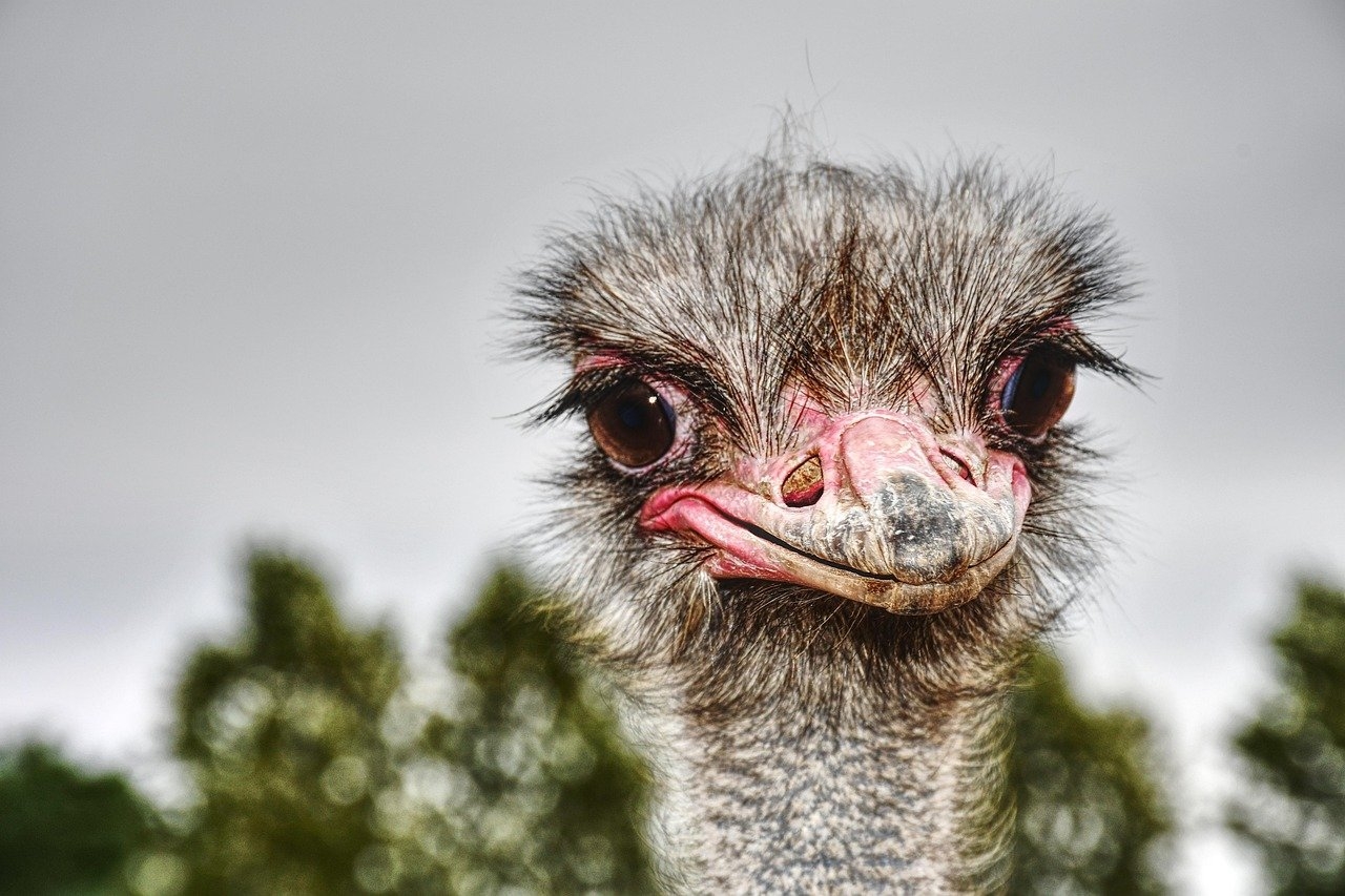 Cómo acreditar el parentesco en herencias sin testamento ni hijos