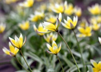 ¿Cuánto tarda un abogado en conseguir el lanzamiento judicial?