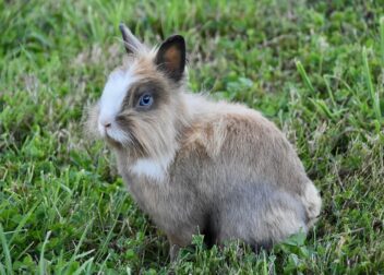 Protocolo sucesorio para sociedades limitadas y empresa familiar
