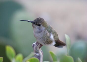 Estrategia legal para impugnar despidos durante baja médica