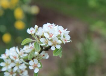 Abogado para impugnar un testamento ológrafo sin protocolizar
