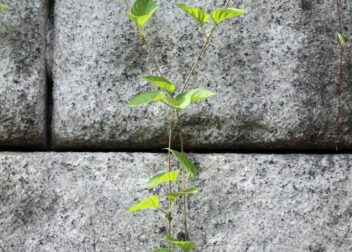 Pasos necesarios para impugnar un despido en tiempo y forma