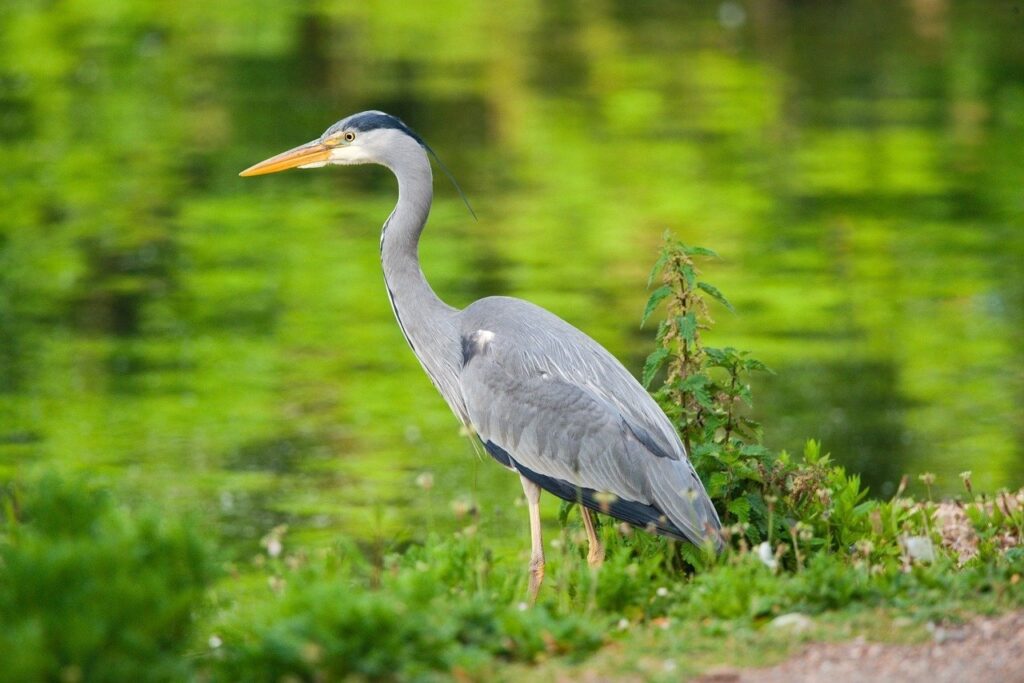 Abogados en Asesor.Legal | Asesoría legal para Abogados y Respuestas legales gratuitas con IA Abogado penalista para denuncia por entrada ilegal en domicilio habitual