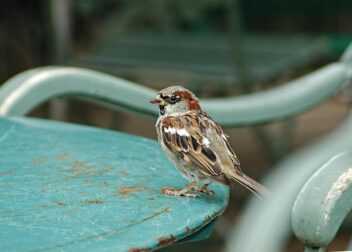 Abogado especialista en fideicomisos y protección de patrimonio familiar
