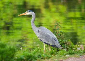 ¿Cómo acreditar la vivienda habitual ante el juez para un desalojo rápido?
