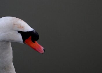 Abogado especialista en fideicomisos y protección de patrimonio familiar