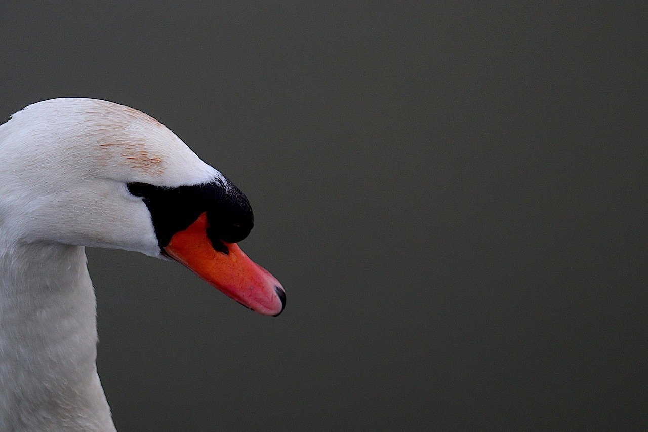 Abogado especialista en fideicomisos y protección de patrimonio familiar