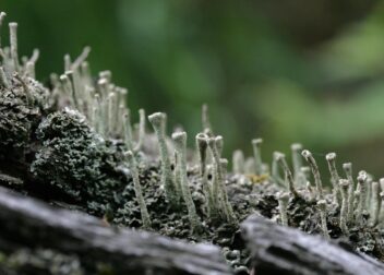 Cómo iniciar defensa en nuevos procedimientos administrativos